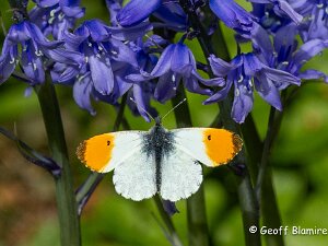Orange Tip