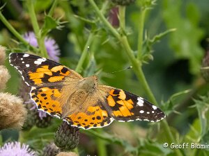 Painted Lady