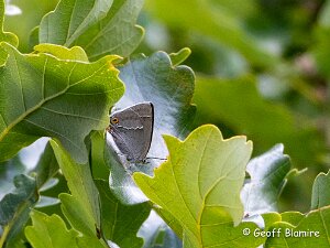 Purple Hairstreak
