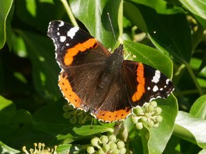 Red Admiral