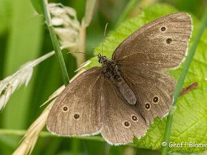 Ringlet