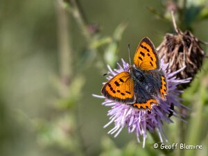 Small Copper