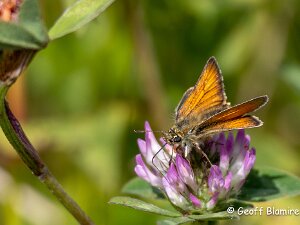 Small Skipper