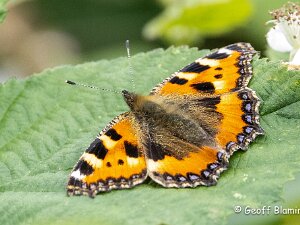 Small Tortoiseshell