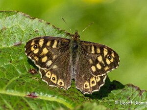 Speckled Wood