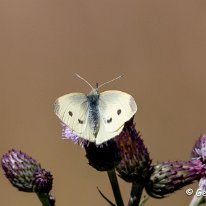 Small White Millington