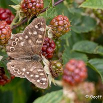 Speckled Wood Millington