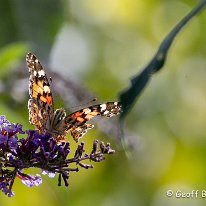 Painted Lady Mere