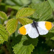 Orange Tip Butterfly Moore Nature Reserve