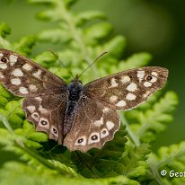 Speckled Wood Butterfly Plumley