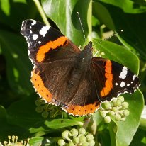 Red Admiral