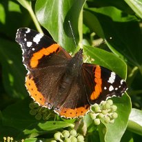 Red Admiral