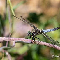 Black-tailed Chaser Cicely Mill