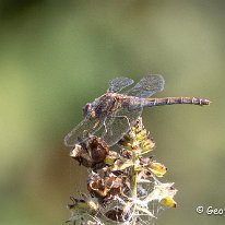 Common Darter Woolston Eye