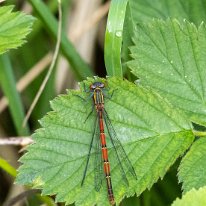 Large Red Damselfly Foulsshaw Moss NR