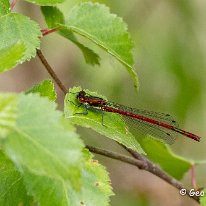 Large Red Damselfly Foulsshaw Moss NR