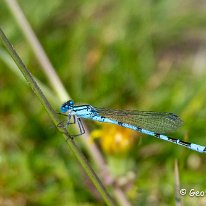 Common BLue Damselfly Tatton Perk