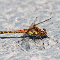 Common Darter Plumey