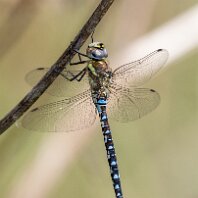 Southern Hawker Millington