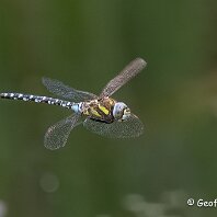 Southern Hawker Plumley