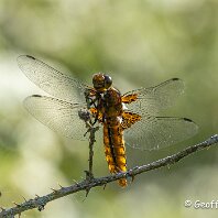 Broad-bodied Chase Rostherne