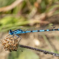 Blue Damselfly North Cave