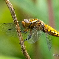 Broad=bodied Chase Plumley