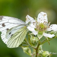 Green Veined White Whixall Moss