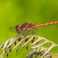 Common Darter Rostherne