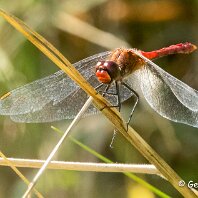 Ruddy Darter Plumley