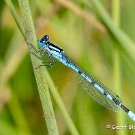 Blue Damselfly Tatton Park