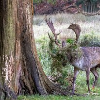 Fallow Deer Dunham Massey