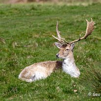 Fallow Deer Tatton Park