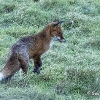 Red Fox Rostherne