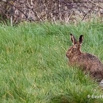 Hare Plumley