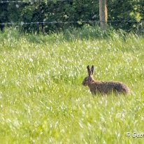 Hare Plumley