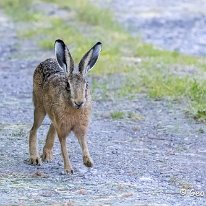 Brown Hare Plumley