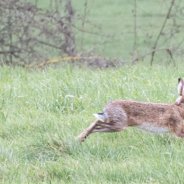 Brown Hare Plumley