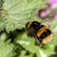 Buff-tailed Bee Millington