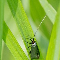 Green Longhorn Moth Millington
