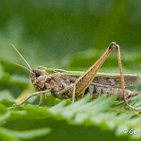 Common Green Grasshopper Whicall Moss