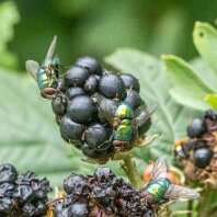 Greenbottle Fly Rostherne