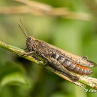 Field Grasshopper Millington
