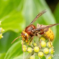 Hornet Woodruff Cottage