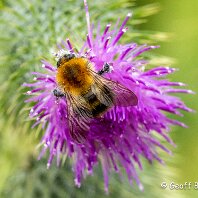 Cader Bee Inovyn Offices