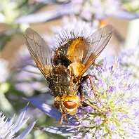 Common Tachnid Mere