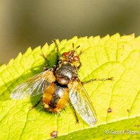 Common Tachnid Mere