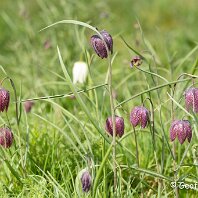 Snake's Head Fritillary Woolston Eyes
