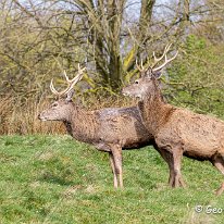 Red Deer Tatton Park