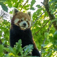 Red Panda Chester Zoo